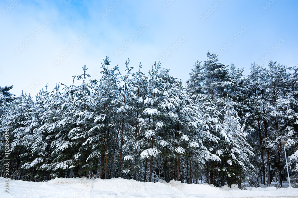 Obraz premium Trees in a winter forest