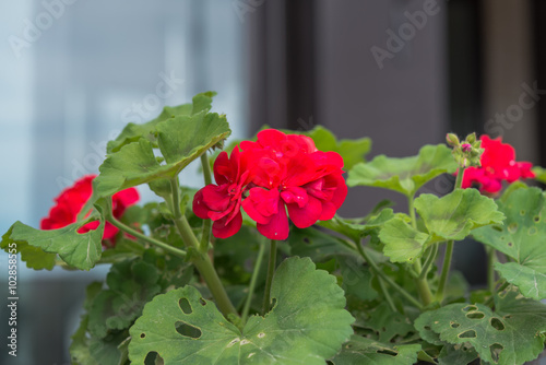 Fototapeta Naklejka Na Ścianę i Meble -  Aerial view at caterpillar damage pelargonium in pot on terrace