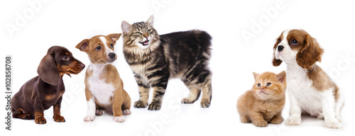 puppy and kitten , Group of cats and dogs in front of white background
