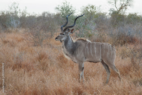 Kudu antelope  Kruger Park  South Africa