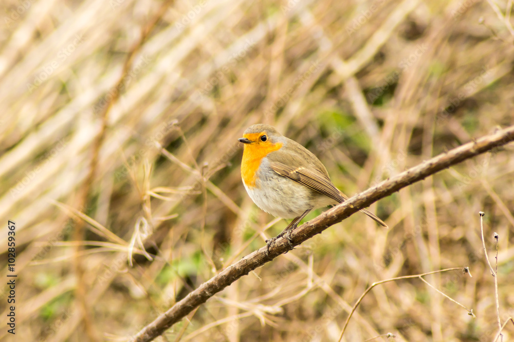 Naklejka premium Pettirosso _ Erithacus rubecula