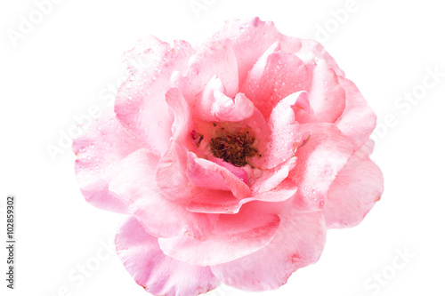 one big pink rose close