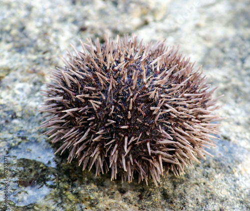 Sea urchin on stone © VPales