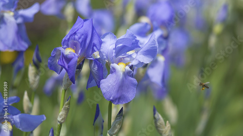 Fototapeta Naklejka Na Ścianę i Meble -  Navy blue iris blooming