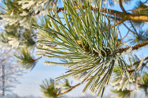 Frozen pine branch on a blue sky