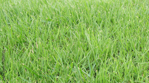 Green grass / Green grass use as background.