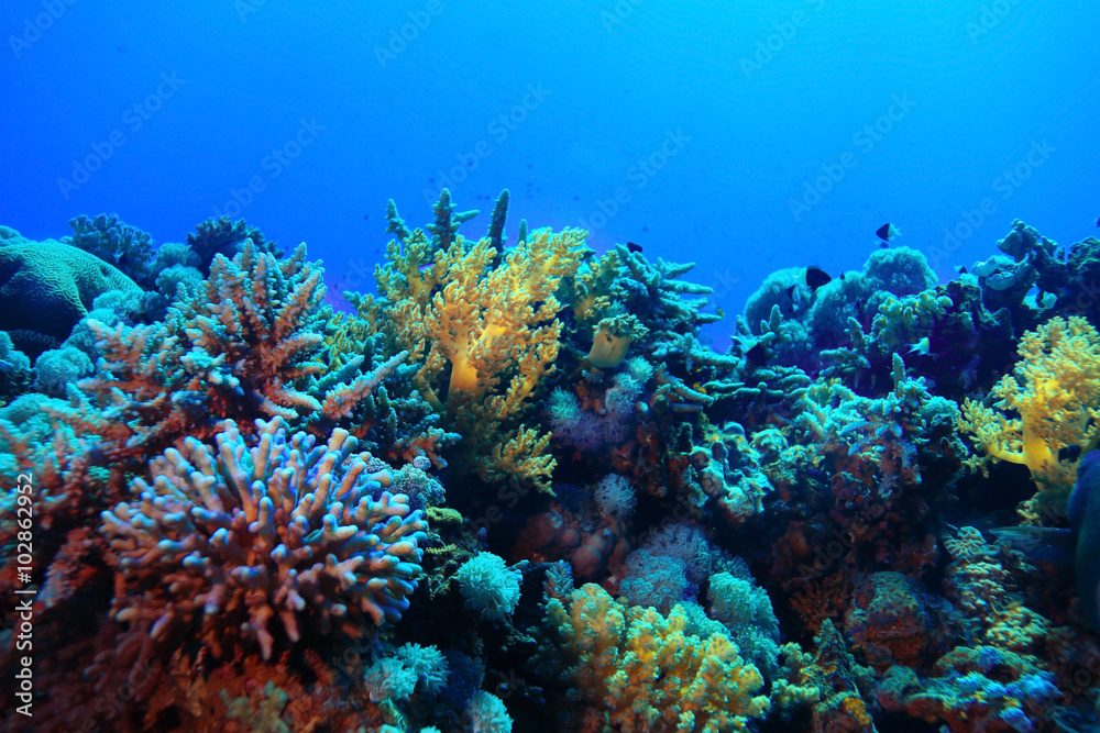 coral reef underwater photo coral reef underwater photo