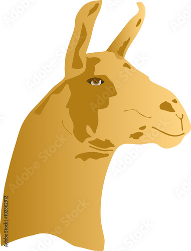 Lama
