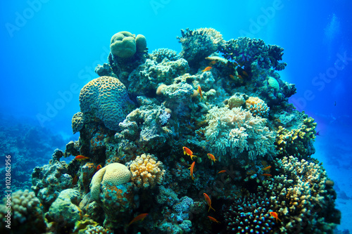 Underwater tropical sea view