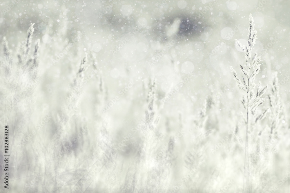winter, grass covered with white rime winter, grass covered with white rime