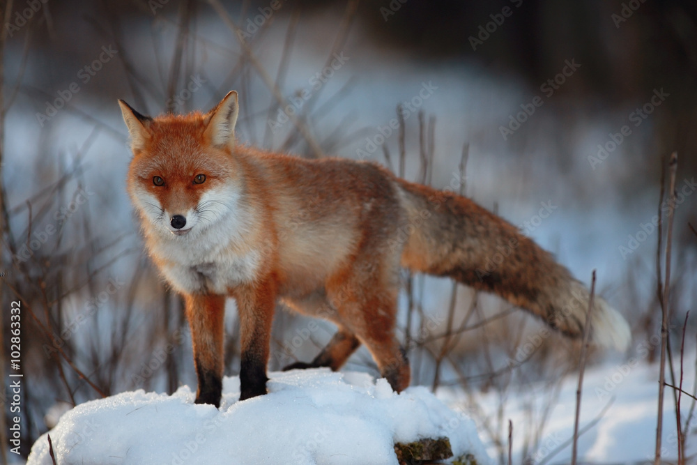 Obraz premium red fox in winter forest Pretty
