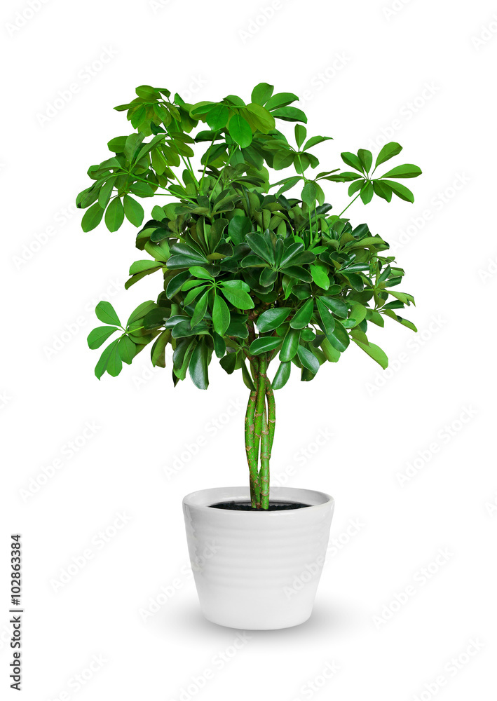 young Schefflera a potted plant isolated over white young Schefflera a potted plant isolated over white