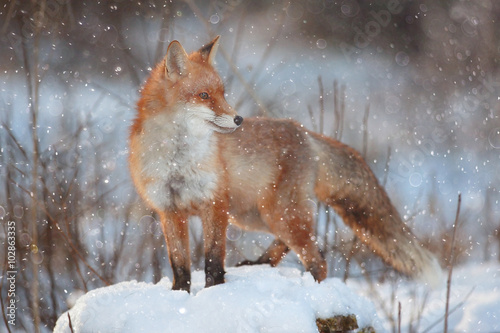 Fotografie red fox in winter forest Pretty