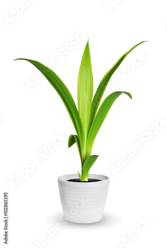Houseplant - yang sprout of Yucca a potted plant isolated over w