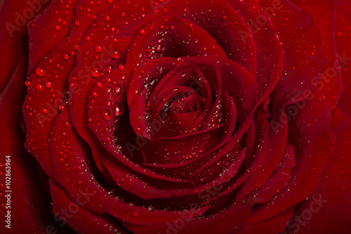 rose detail with droplets