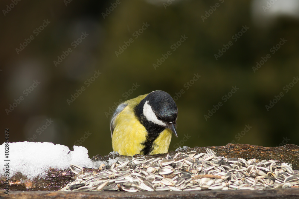 Naklejka premium Cinciallegra in primo piano alla mangiatoia, cinciallegra su albero, cinciallegra su tronco