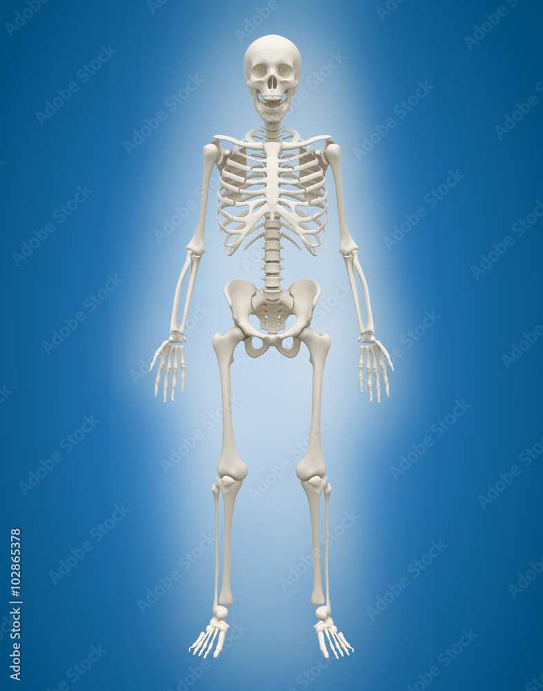 3D Human skeleton male on blue background.
