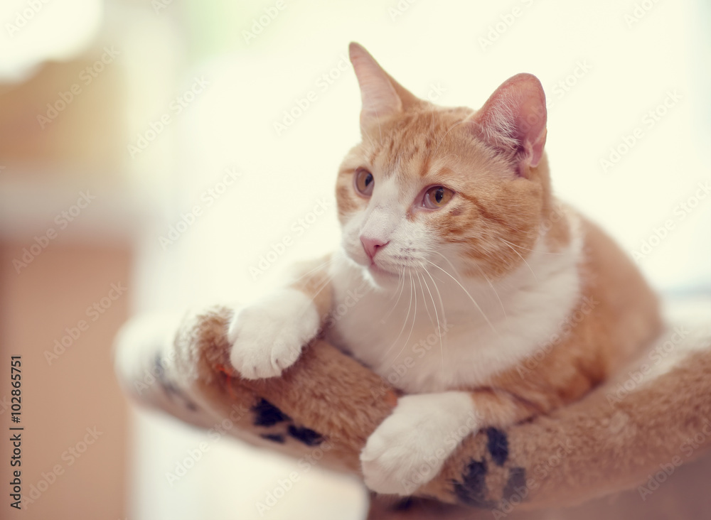 custom made wallpaper toronto digitalPortrait of a red striped cat.