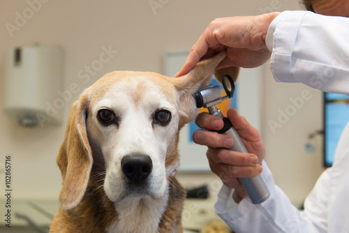 Beagle at the veterinarian photo