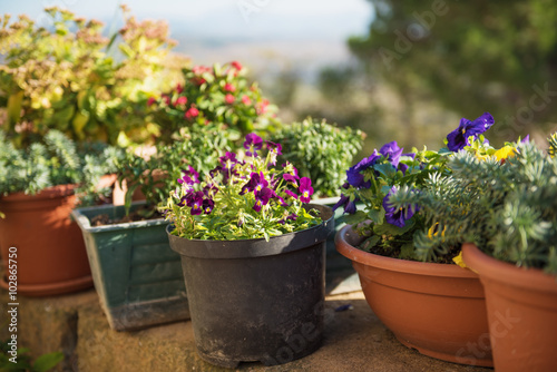 Ceramic pots with blooming red and white flowers in the park with copy space