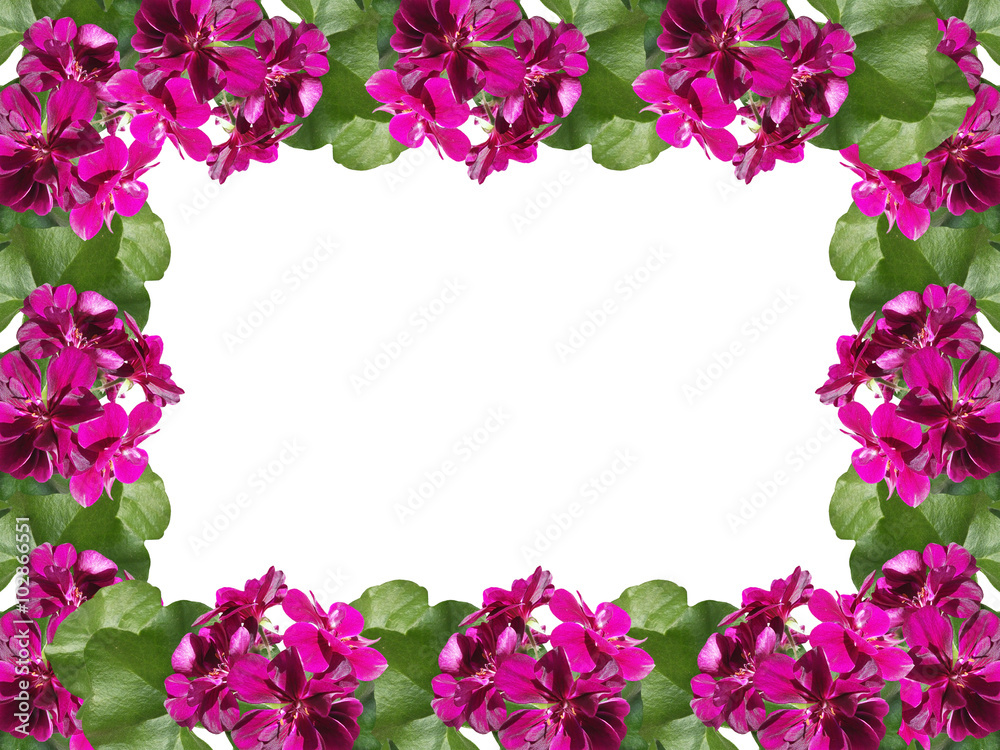 Maroon flower. Geranium