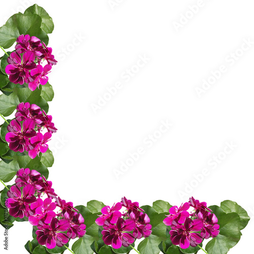 Fototapeta Naklejka Na Ścianę i Meble -  Maroon flower. Geranium
