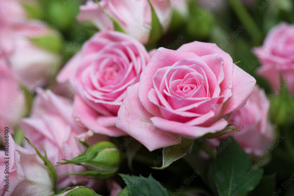Obraz premium Różowe róże w ogrodzie