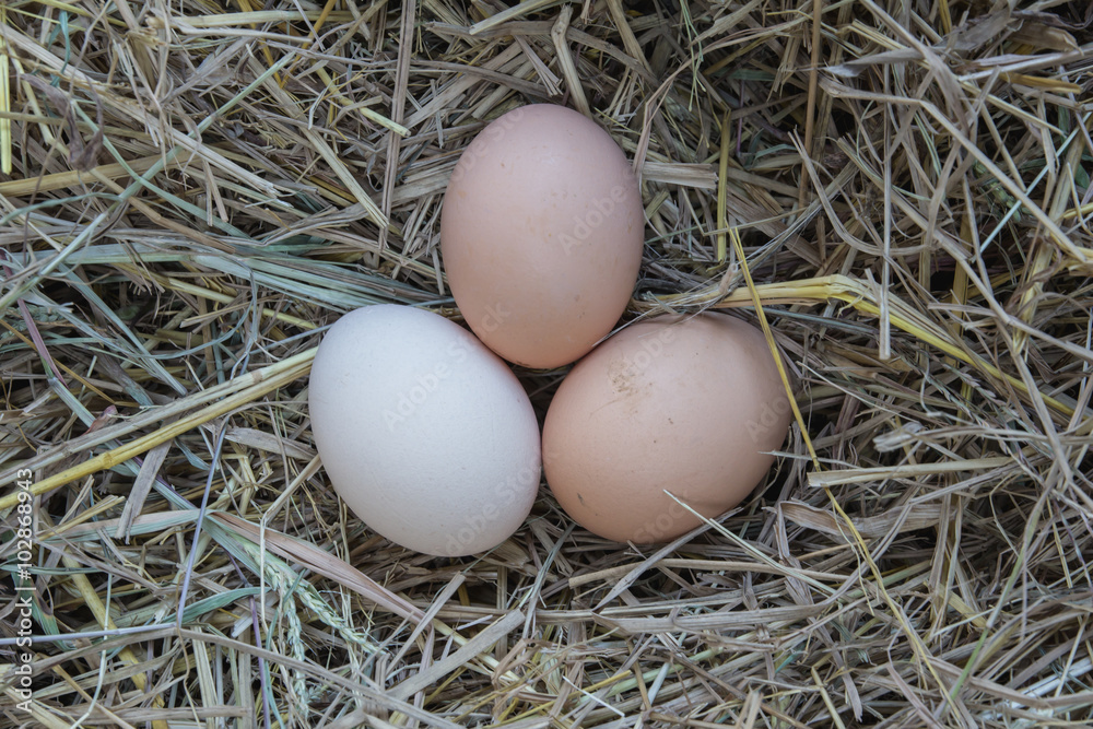 Egg