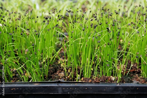 New chive plants growing in a greenhouse