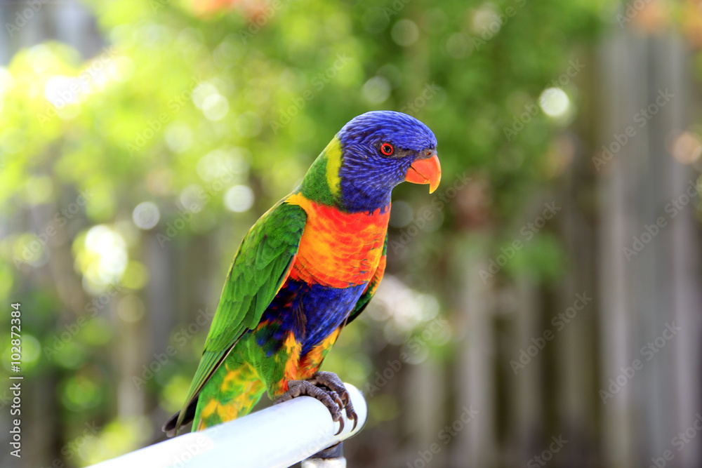 Rainbow Lorikeet Rainbow Lorikeet