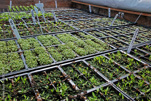 Seedlings growing on heated mats inside a greenhouse