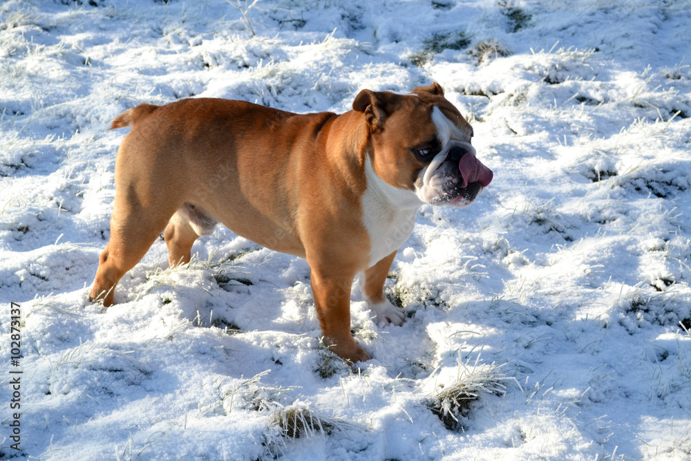 English bulldog on snow in Denmark