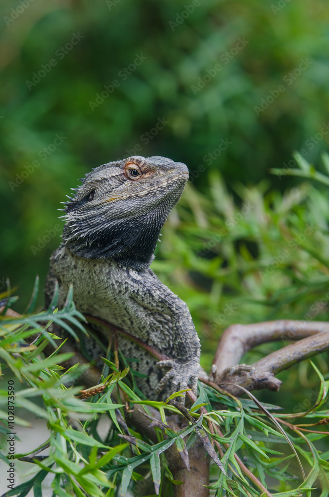 Obraz premium Coastal bearded dragon (Pogona barbata) enjoying the sun's warmth on the tree branch.