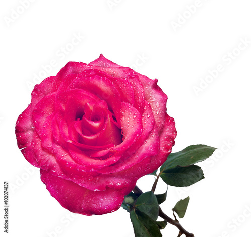 Red rose isolated on the white background photo