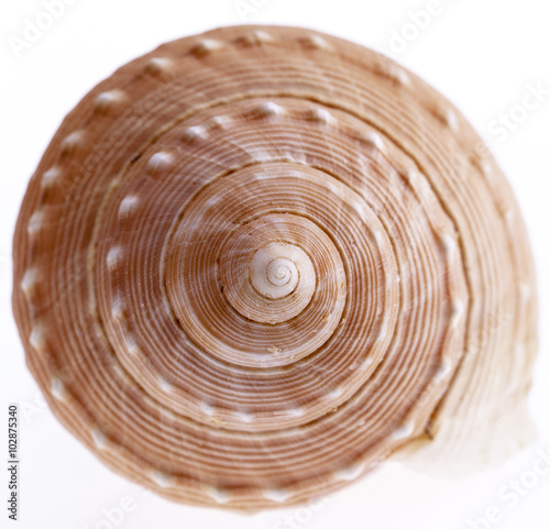 seashell of marine snail isolated on white background, close up