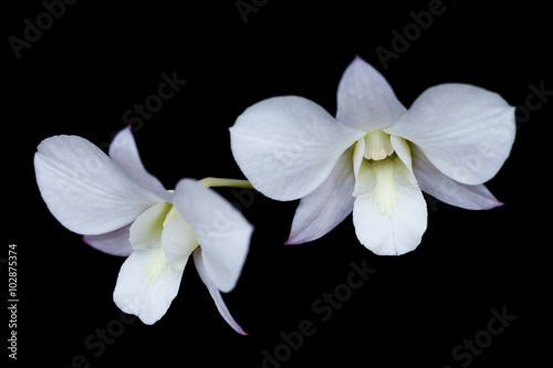 Close up beautiful white orchid on black background.