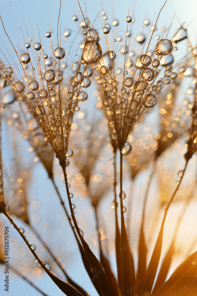 Obraz premium Dewy dandelion flower at sunrise close up