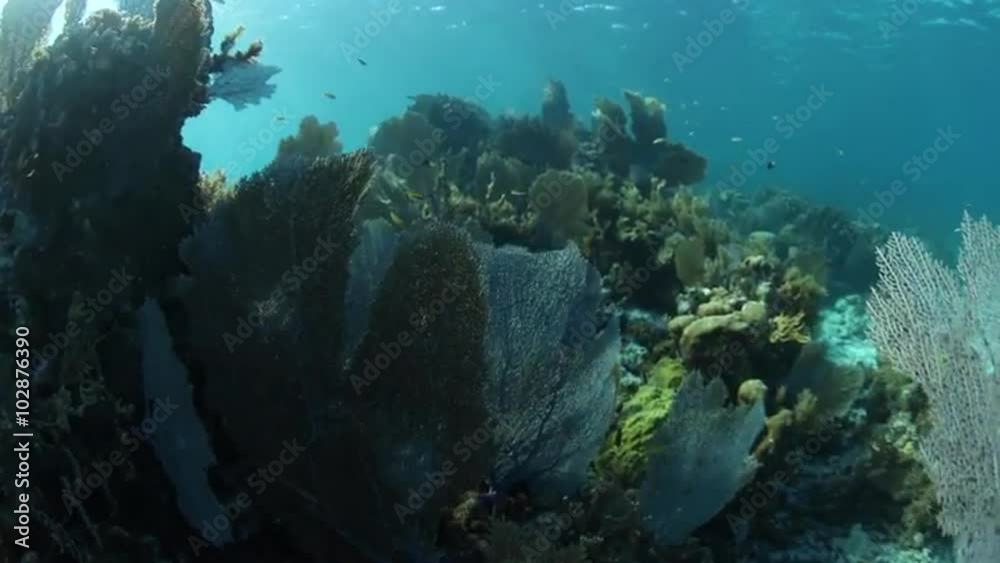 Beautiful Caribbean Coral Reef Beautiful Caribbean Coral Reef