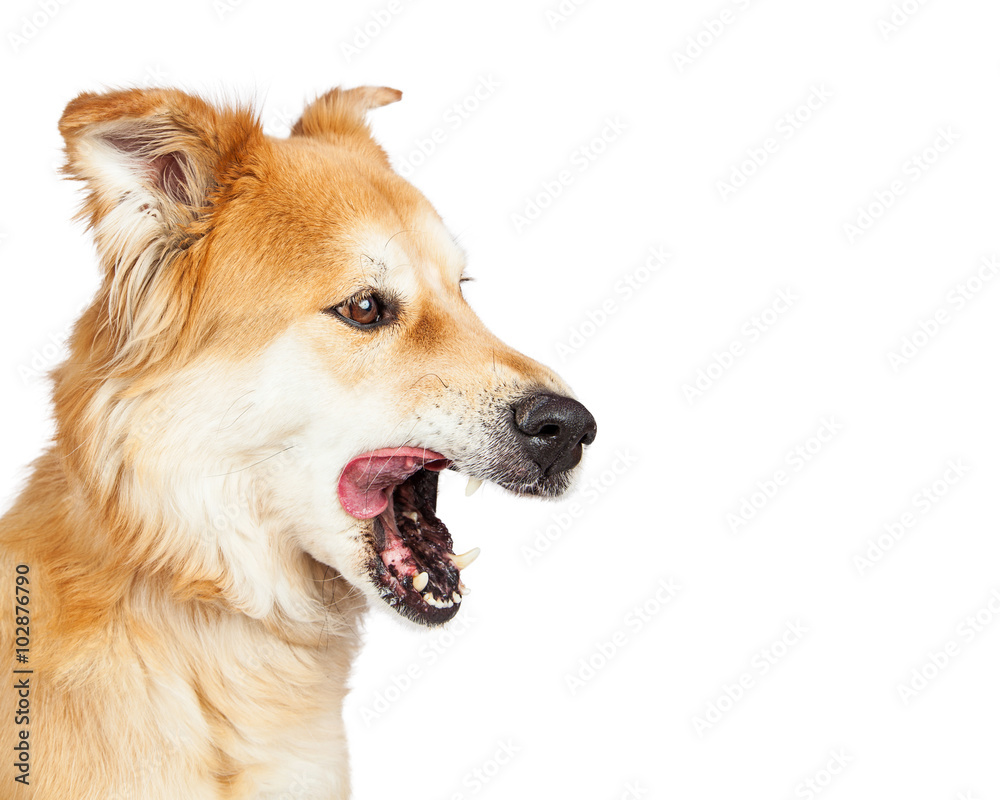 Closeup Large Dog Mouth Open Licking
