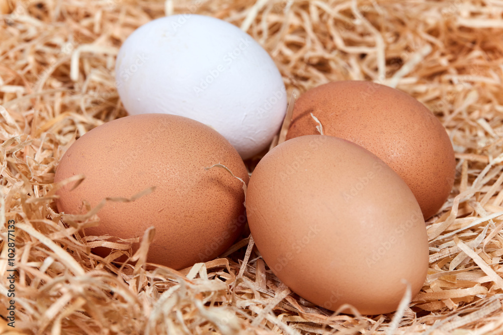 Macro of four eggs in a nest Macro of four eggs in a nest