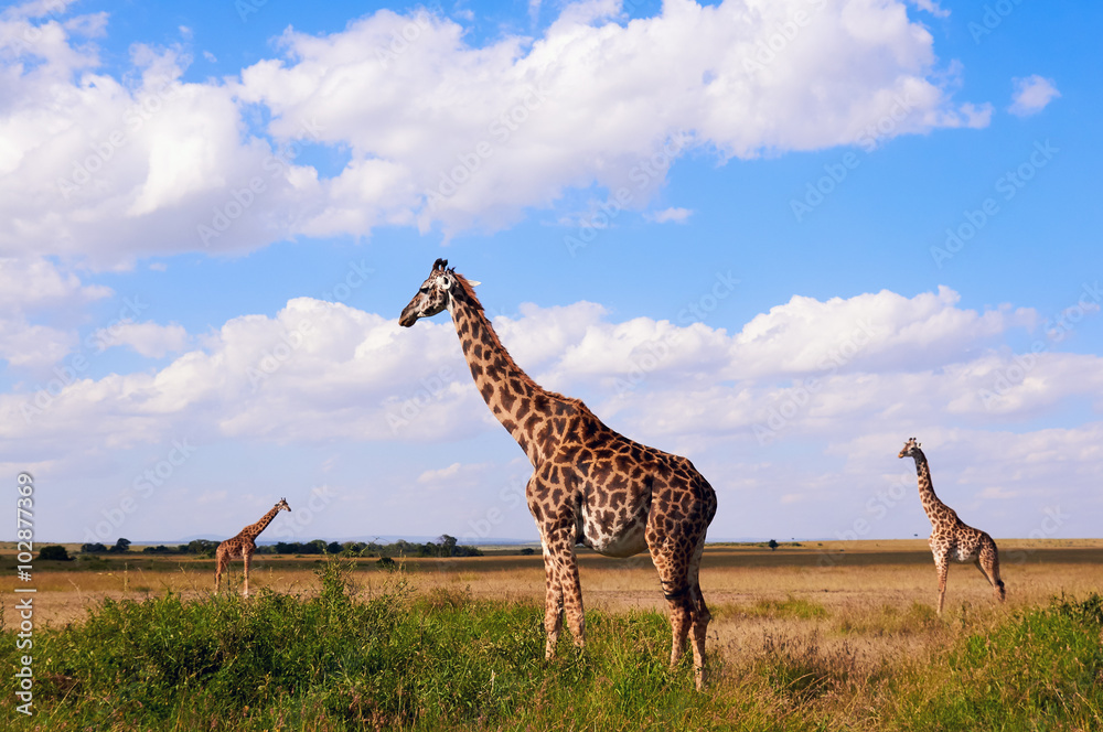 Obraz premium Three giraffes in the savanna