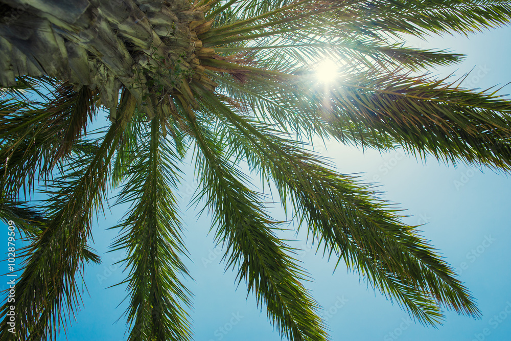 palm tree