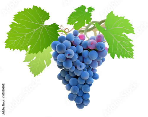 Grapes on vine.
Hand drawn vector illustration of a big bunch of grapes hanging on vine. Detailed realistic image on white background.
