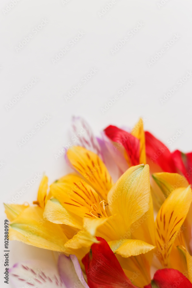 Obraz premium White background with colorful flower petals. Natural floral background. Place for text.