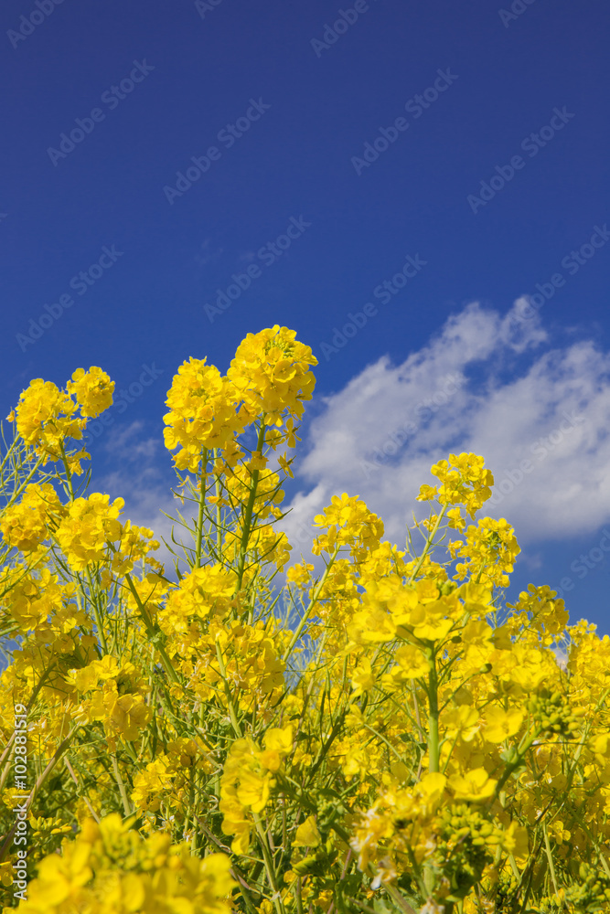 菜の花と青空 菜の花と青空