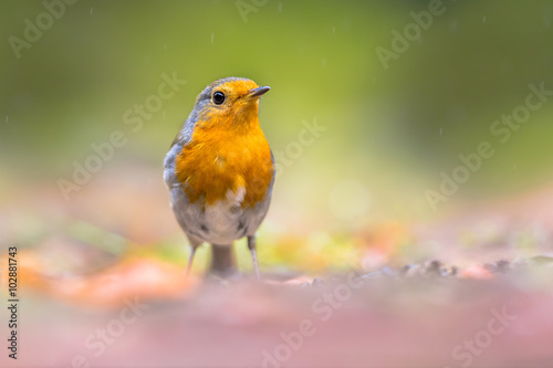 Curious Red Robin