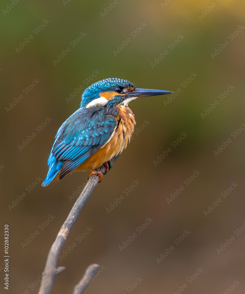 Fototapeta premium Common European Kingfisher waiting