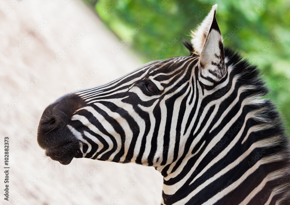 Fototapeta premium Zebra 
