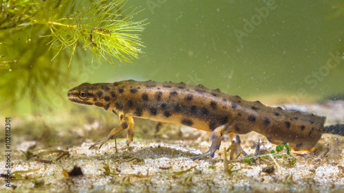 Common Newt under water