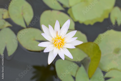 Lotus White in river